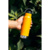 Klean Kanteen Insulated Classic Narrow Marigold 1008451 355 мл - фото 11