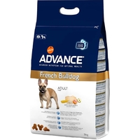 Advance Adult French Bulldog