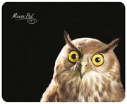 Dialog Коврик PM-H15 Owl фото